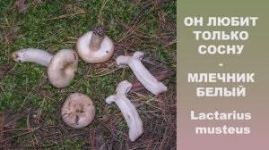 Он любит только сосну. Млечник белый - Lactarius musteus