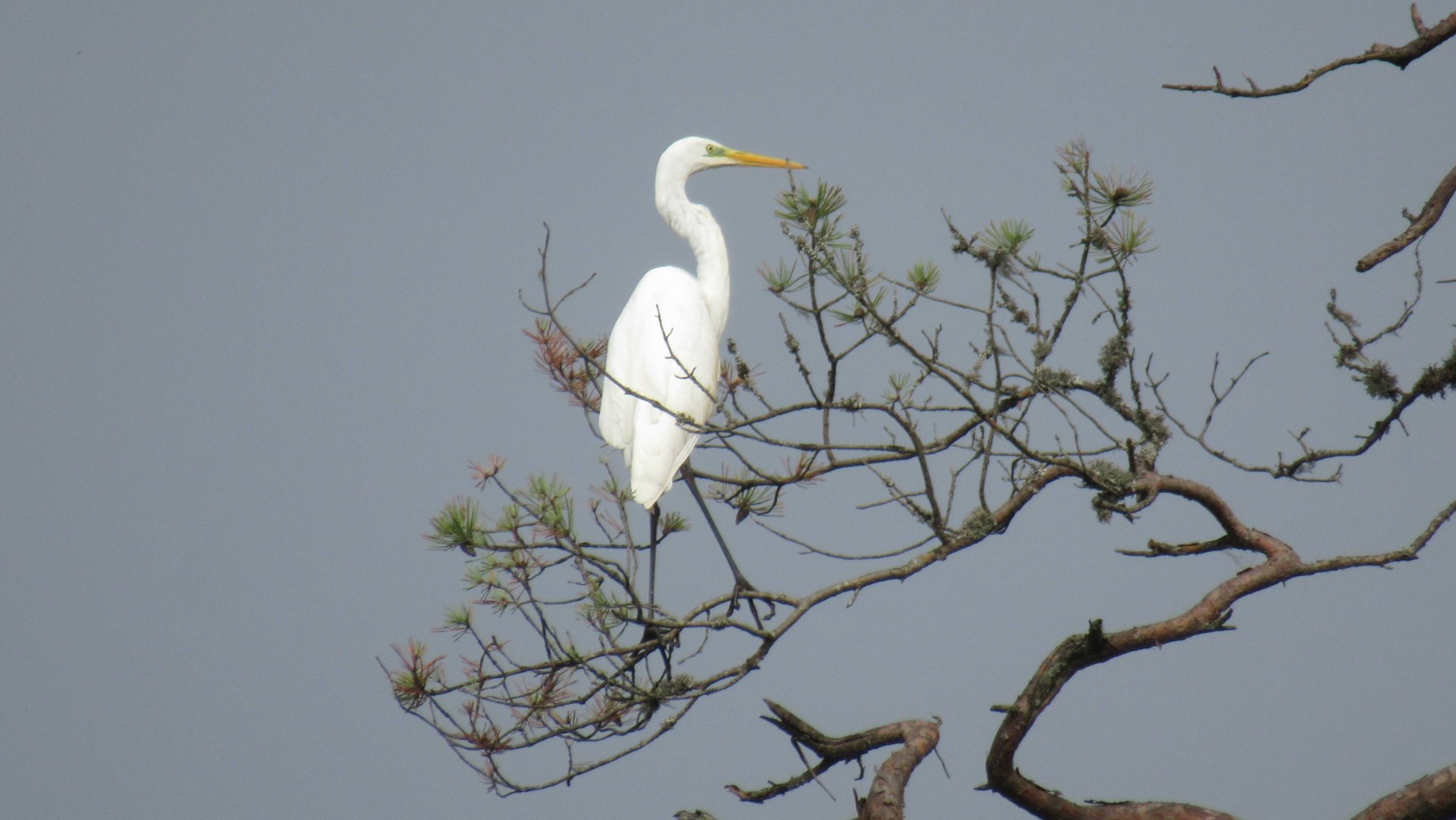 Цапля сидит на дереве. Большая белая цапля на ветке сосны смотреть онлайн