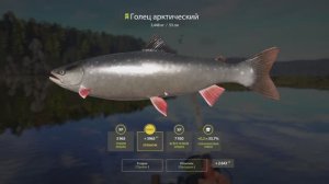 Русская рыбалка 4. Фарм гольцов на Нижней Тунгуске и прокачка спиннинга.