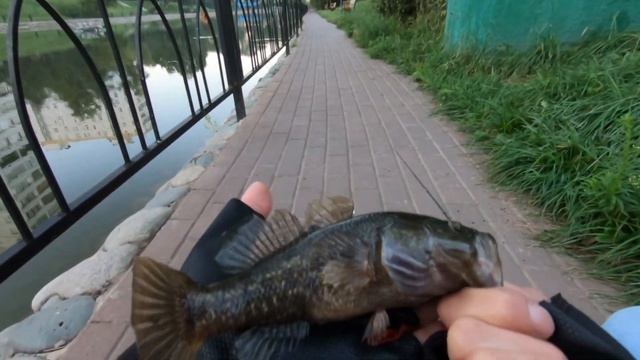 Мормышинг на леску 0.04.Вот Это Ротан Кабан смотреть онлайн