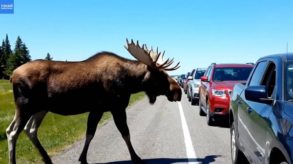 Лось попросил помощи у людей на дороге