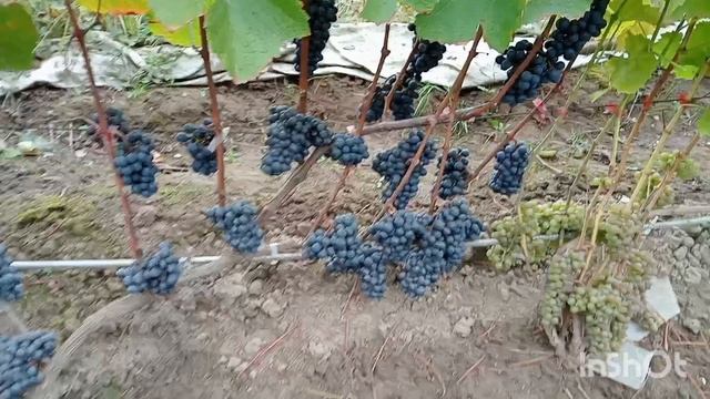 Обзор технических сортов на 29.09.2025 г