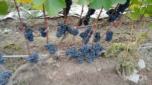 Обзор технических сортов на 29.09.2025 г