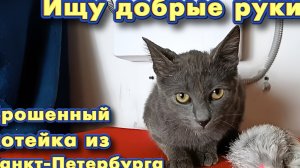 Ищу Добрые руки. Брошенный котейка из Санкт-Петербурга.