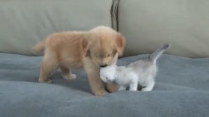 котенок и щенок-ретривер