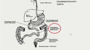 Пищеварение в толстой кишке (часть 3)