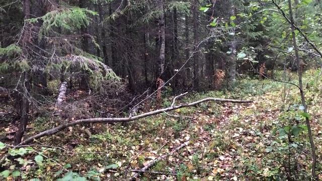 Едем в октябре прогуляться по лесу, а там... смотреть онлайн