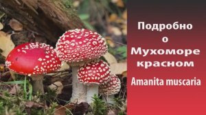 Подробно о Мухоморе красном - Amanita muscaria.