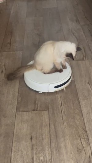 Котенок и робот пылесос.