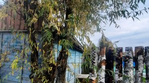 Купили заброшенную дачу🏚️Дача осенью 🍂🏡