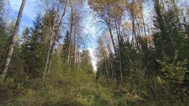Осенний лес. ч.9. Октябрь 2025 смотреть онлайн