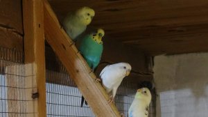 Продал всех попугаев. Закончил размножение попугаев.