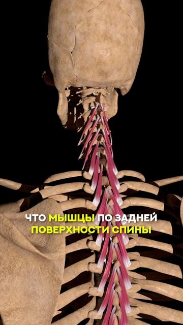 Почему появляется двойной подбородок? смотреть онлайн