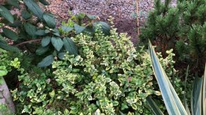 Южный сад 5 октября 2025. Новинки, посадки , переделки в саду🪴