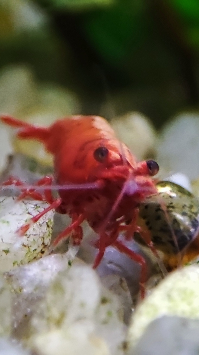 Аквариумная креветка красный огонь смотреть онлайн