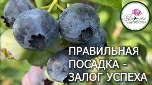 САЖАЕМ ГОЛУБИКУ ПРАВИЛЬНО