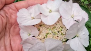 Гортензия Сбежавшая невеста ампельный гибрид.Зимовала в условиях квартиры.