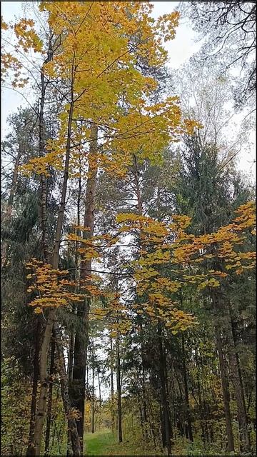 Подмосковье Октябрь 2025 смотреть онлайн