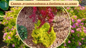 Время посева семян спирей, барбарисов и пузыреплодников. Красивые сеянцы и самосев.