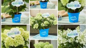 Метельчатые гортензии серия Bloomulus. Обзор посылки из питомника #bloomulus #гортензии #растения
