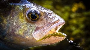 ВОТ ТЕБЯ ТО Я И ЖДАЛ 🔥 / ЛОВЛЯ ОКУНЯ ОСЕНЬЮ на СПИННИНГ