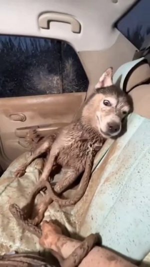 Хороший был выгул пёселя, запоминающийся 🙄🫣🐕