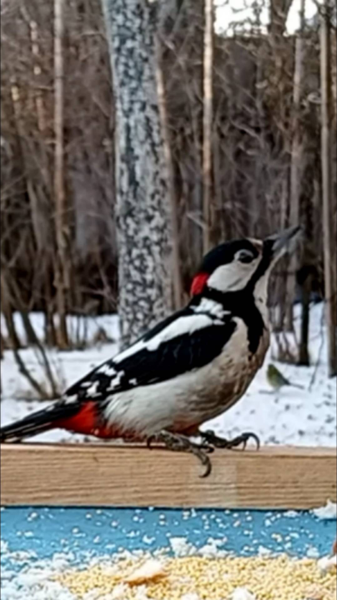 Дятел на кормушке смотреть онлайн