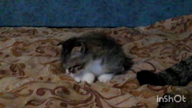 Котёнок Савелий в добрые руки. смотреть онлайн