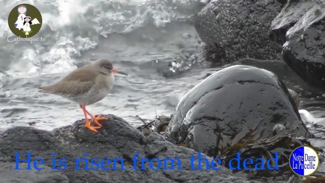 NDLP - He is Lord смотреть онлайн
