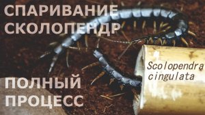 КАК СПАРИВАЮТСЯ СКОЛОПЕНДРЫ. ПОЛНЫЙ ПРОЦЕСС