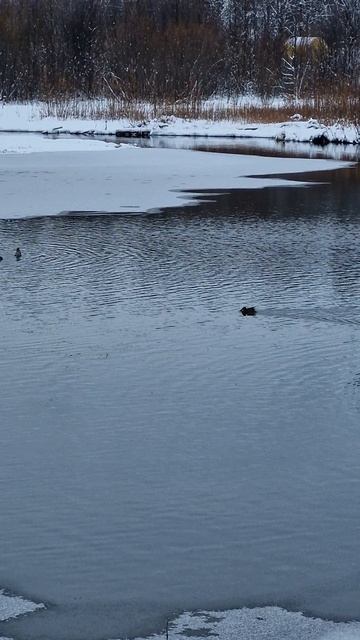 Озеро в парке "Орто Сала" г. Алдан. Евразийский учёт птиц 2025 года 05.10.2025 г. смотреть онлайн