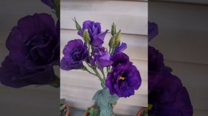 Любовь моя ❤️  эустома 🌹🌹🌹