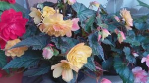 Бегония Iconia Portofino Citrix