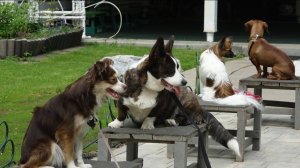 4 породы до 30 см: такса, той-аусси, кардиган, папильон