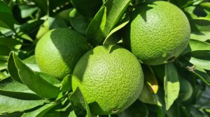 Деревья лучше сажать в грунт а не в горшки, даже если они большие.