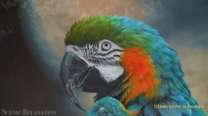 #Коран#АльАнам#СамыеКрасивыеМеста#Relaxation##Islam#Quran#AlAnam#Minshawiy #4кВидео#20часть#