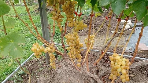 Обзор столовых сортов на 29.09.2025 г