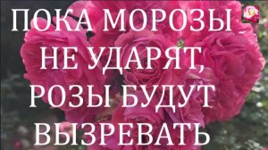 РОЗЫ К УКРЫТИЮ ГОТОВЫ?