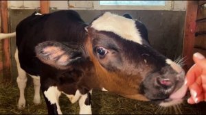 СОБЫТИЯ И ИТОГИ ЛЕТА РЫЖЕГО ФЕРМЕРА  Что случилось за это лето