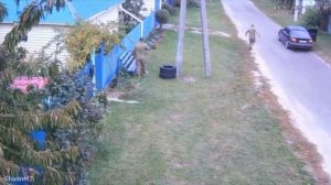 downloads_video-113801785_456262541