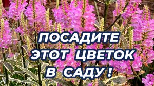 НЕПРИХОТЛИВЫЙ МНОГОЛЕТНИК для сада, декоративный все лето, долго цветет. Посадите в саду