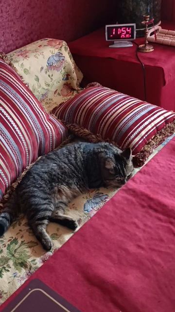 Барсик фон-барон смотреть онлайн