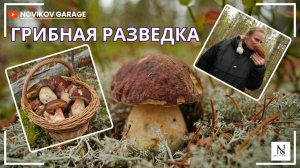 Грибная разведка 04 октября 2025. Приозерский район.