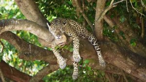 Природа Бразилии