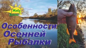Особенности Рыбалки Осенью. Ловля Окуня на Отводной Поводок. 2025