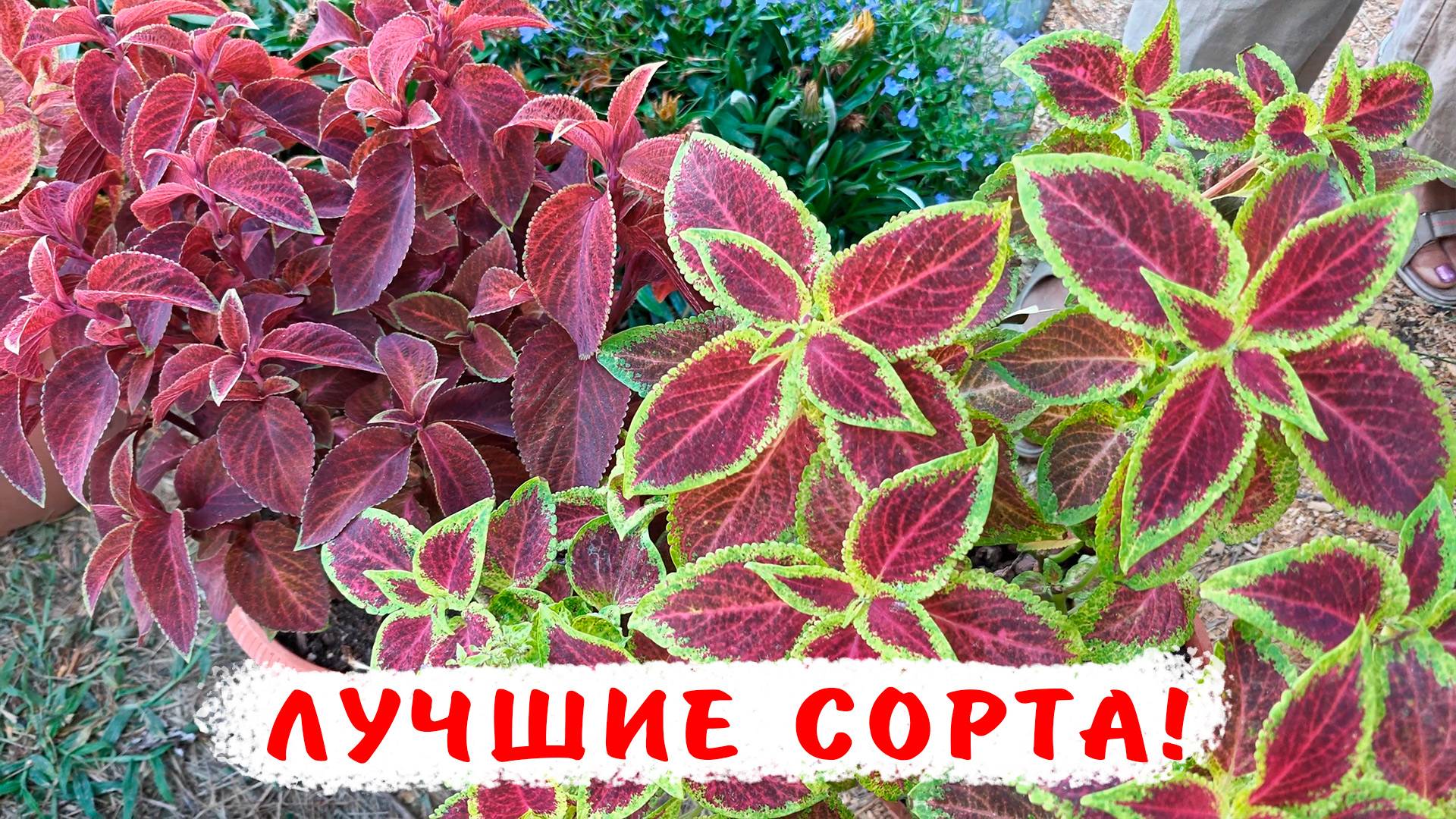 Лучшие сорта колеусов! Как легко вырастить колеусы для клумб и окон! смотреть онлайн