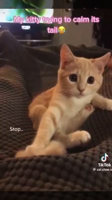 мемы про котов