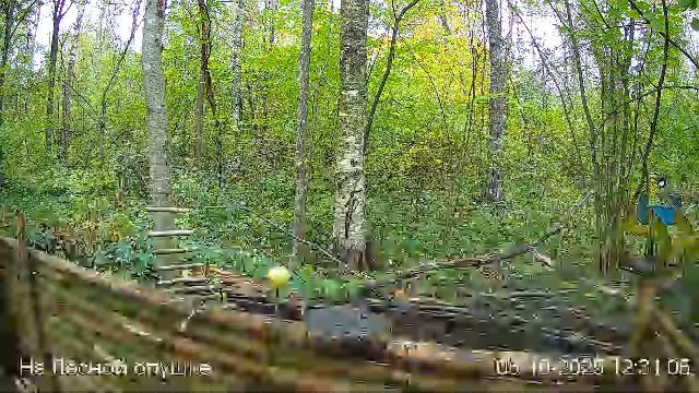 🍂ОКТЯБРЬ в ЛЕСУ онлайн #Relaxing #природа #звуки леса #птицы #погода🍁 смотреть онлайн