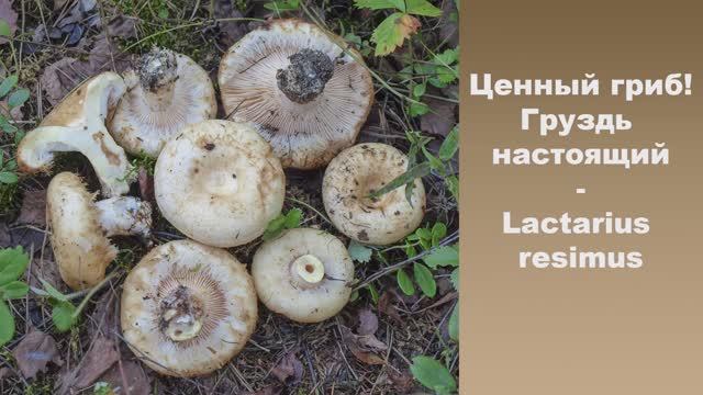 Ценный гриб! Груздь белый (настоящий) - Lactarius resimus смотреть онлайн