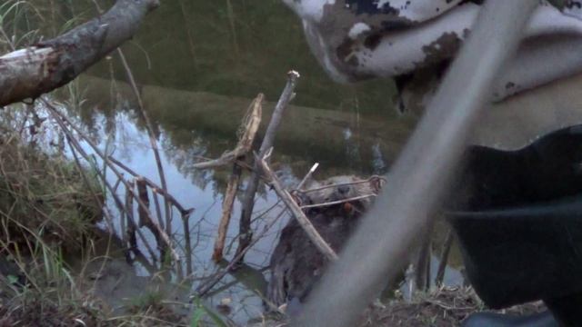 ОХОТА НА БОБРА КАПКАНАМИ / Открытие сезона 25-26г. смотреть онлайн